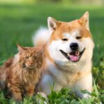 Cani e gatti diventano una miniera d’oro: puoi guadagnare più di 30mila euro all’anno