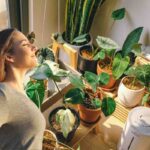 Le piante che migliorano il sonno e assorbono fumo: ecco le più efficaci in casa