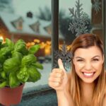 Basilico sempre verde: la guida per coltivarlo in vaso anche nei mesi freddi