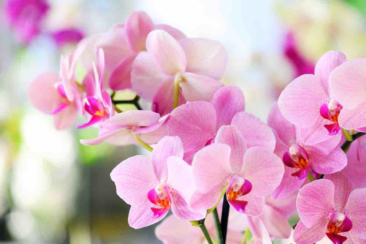Orchidea