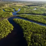 Trovato in Amazzonia il segreto della longevità degli alberi: non invecchiano come noi
