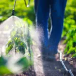 L’UE e i pesticidi: cronaca di un’ambizione sospesa. Cosa succede dopo il ritiro del regolamento sul taglio del 50%?